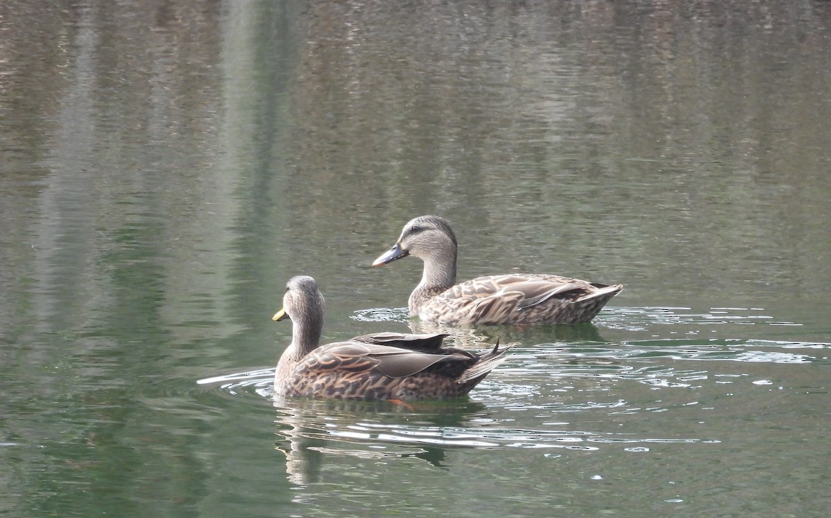 Mallard x Mottled Duck (hybrid) - ML612550441