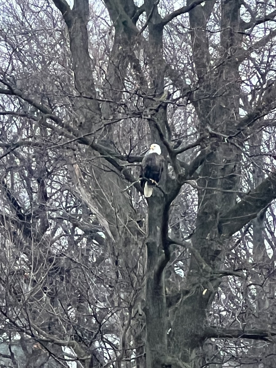 Bald Eagle - ML612550572