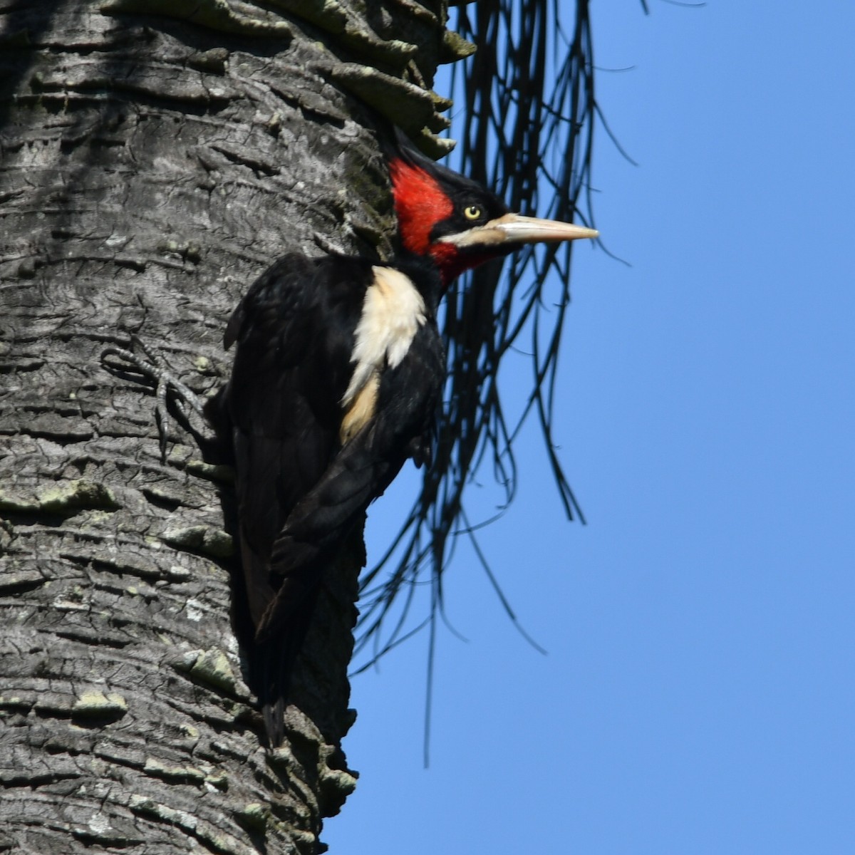 Cream-backed Woodpecker - ML612550591