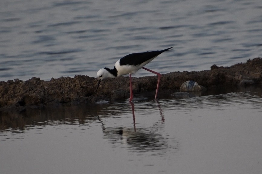 Pied Stilt - ML612550610