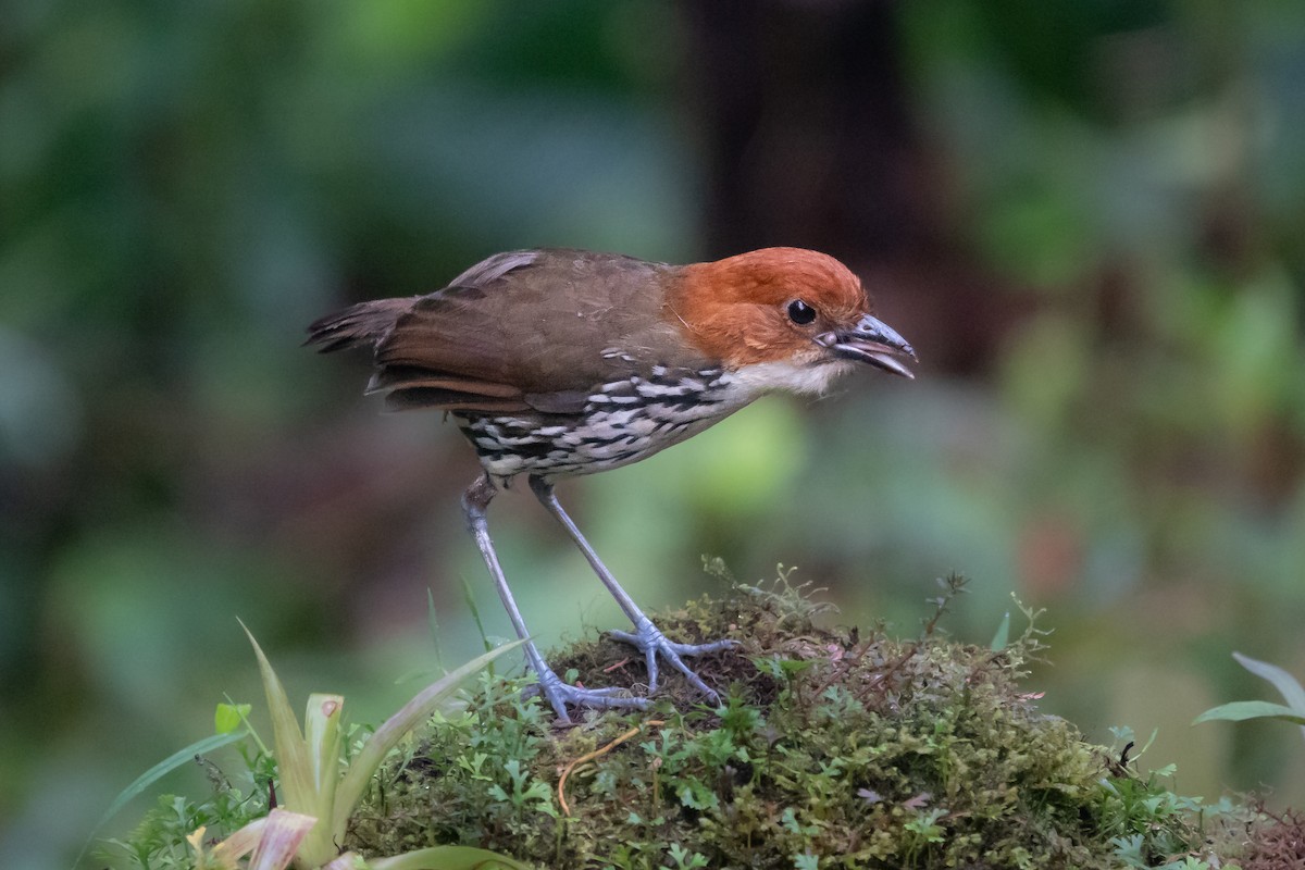 クリガシラジアリドリ - ML612550616