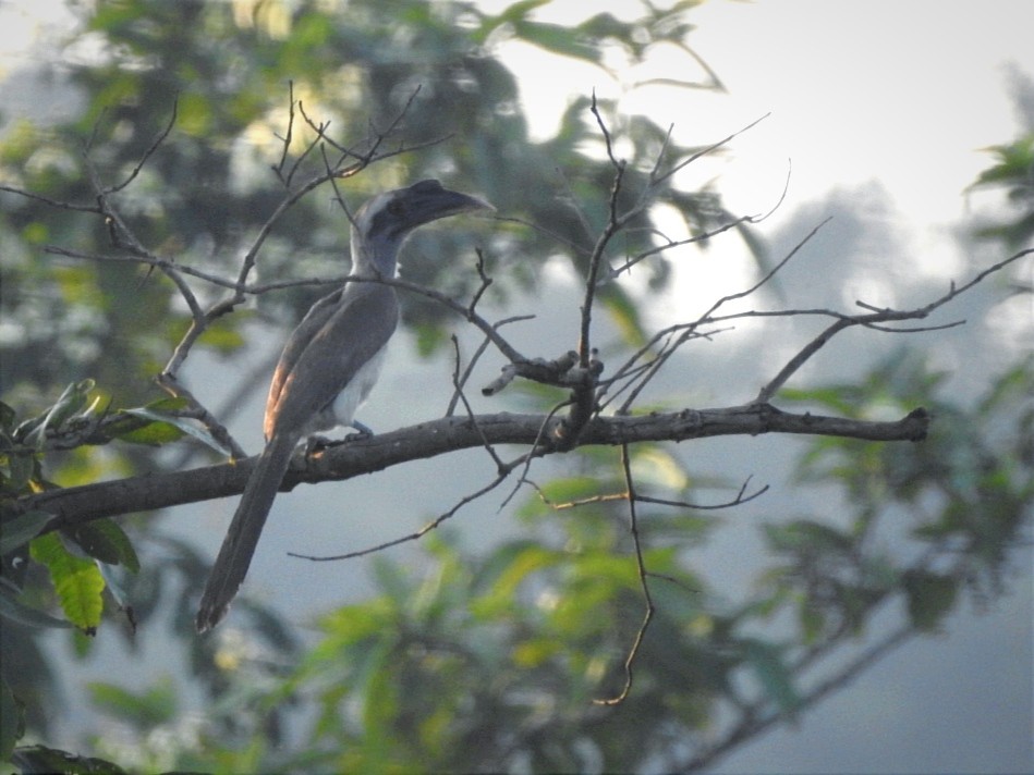 Indian Gray Hornbill - ML612550650