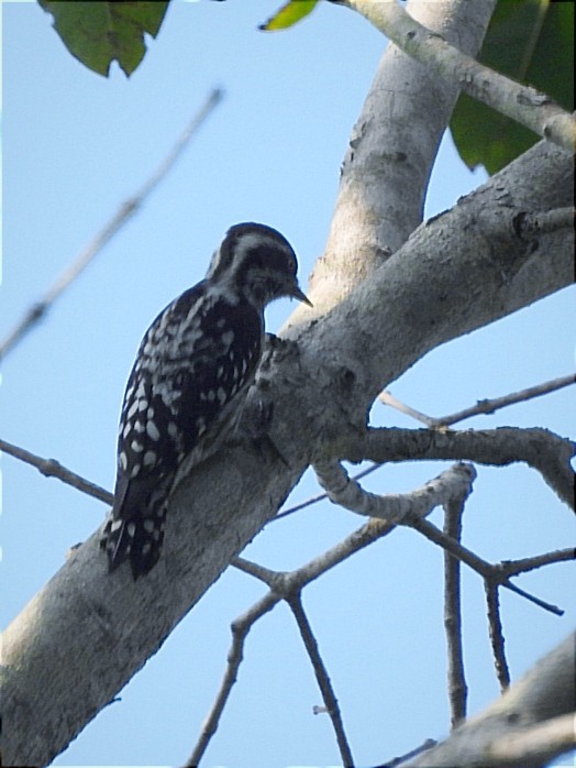 Brown-capped Pygmy Woodpecker - ML612550669