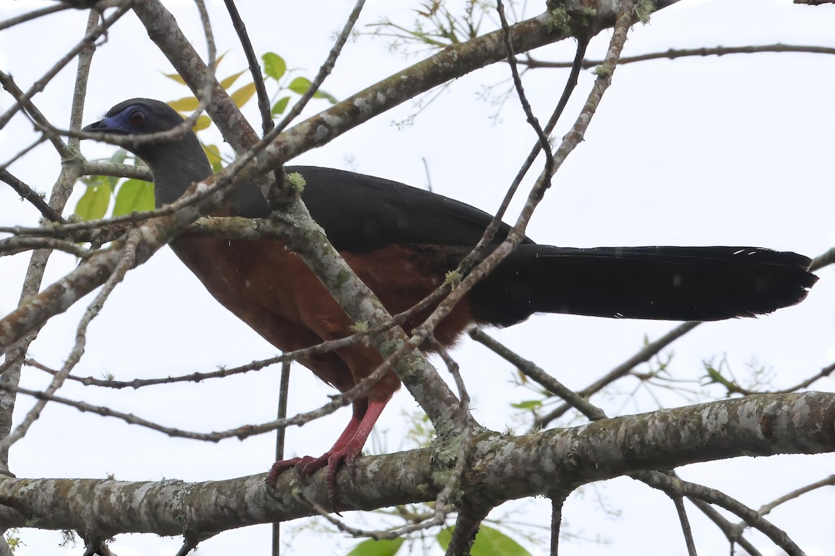 Sickle-winged Guan - Russ Ruffing