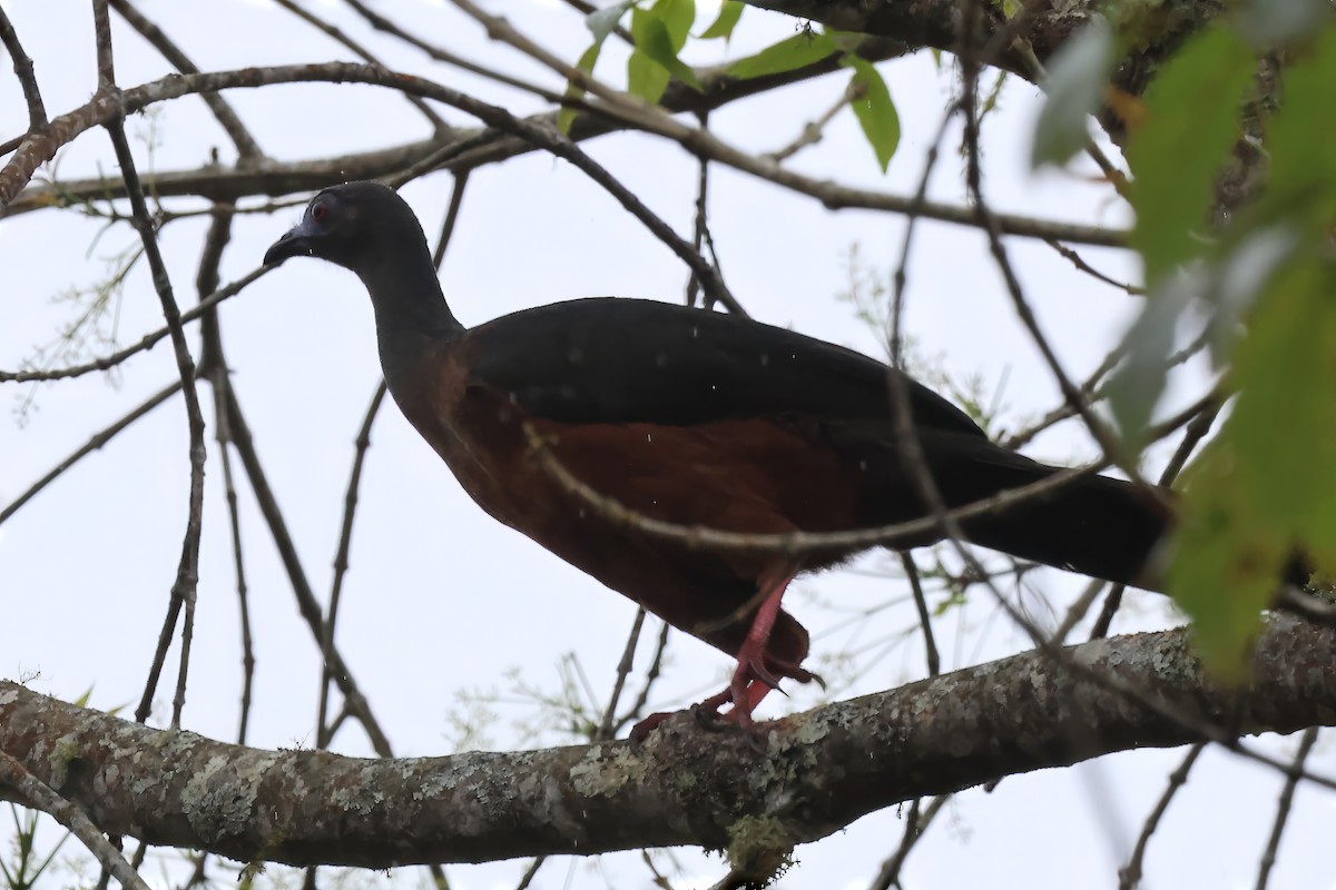 Sickle-winged Guan - Russ Ruffing