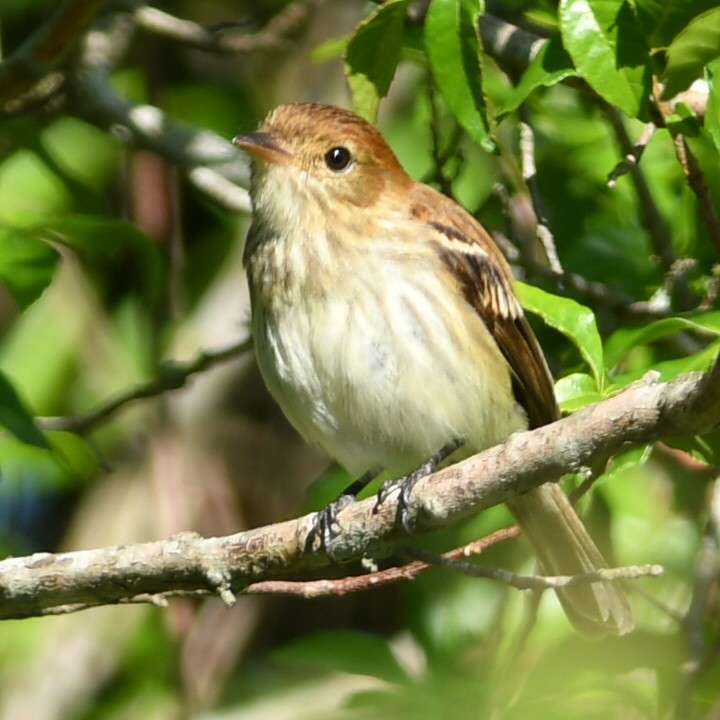 Bran-colored Flycatcher - Silvio Manuel Lamothe