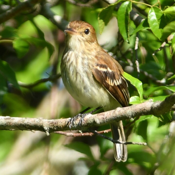 Mosquero Estriado - ML612550718