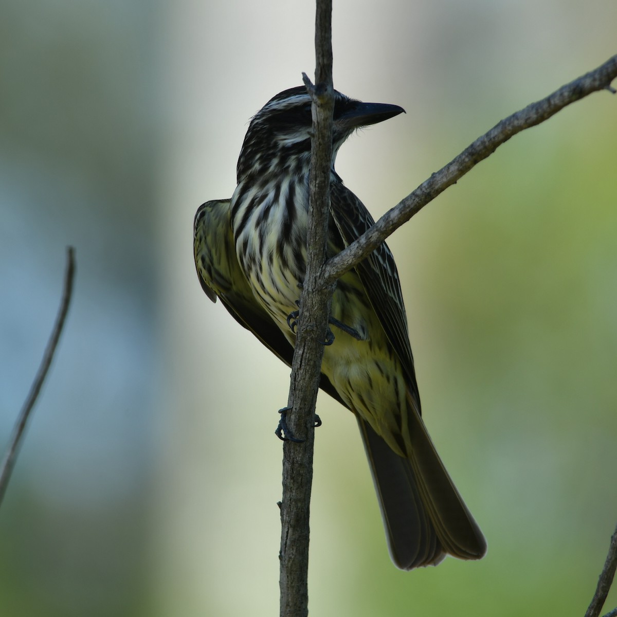 Streaked Flycatcher - Silvio Manuel Lamothe