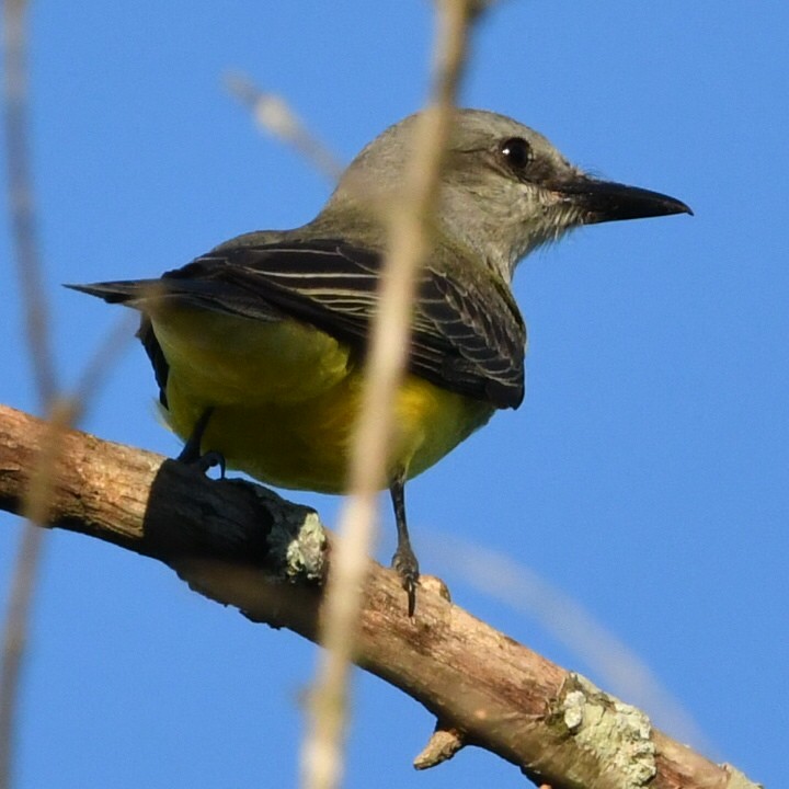 Tropical Kingbird - ML612550750