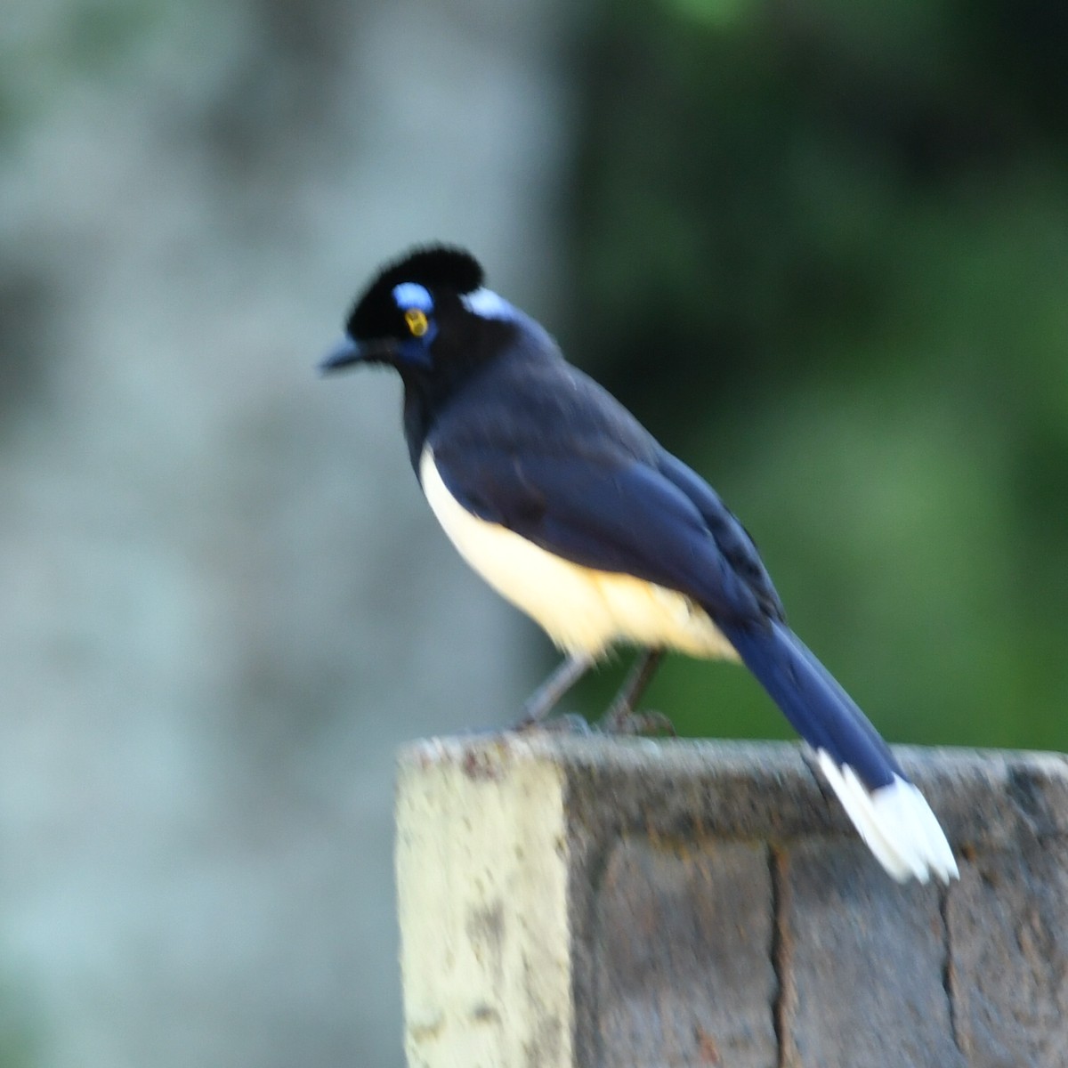 Plush-crested Jay - ML612550754