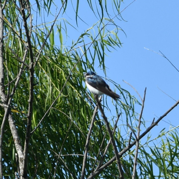 White-rumped Swallow - ML612550758