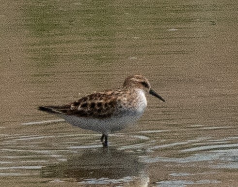 Little Stint - ML612550764