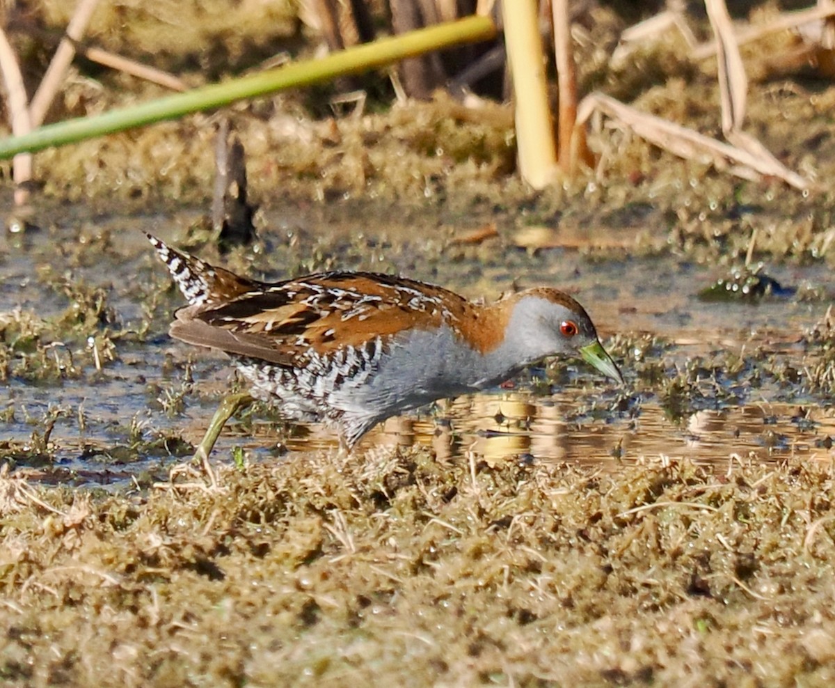 Baillon's Crake - ML612550775