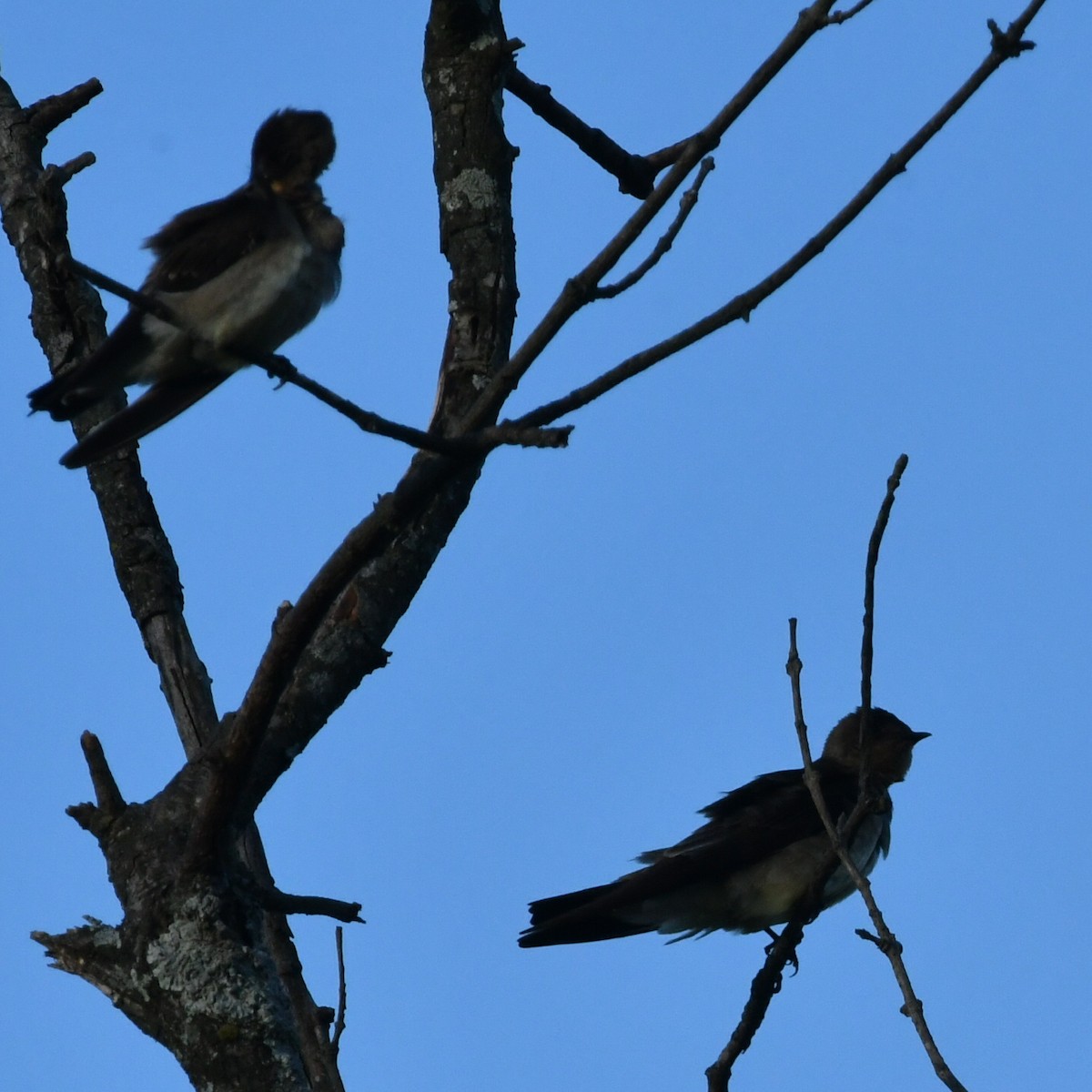 Southern Rough-winged Swallow - Silvio Manuel Lamothe