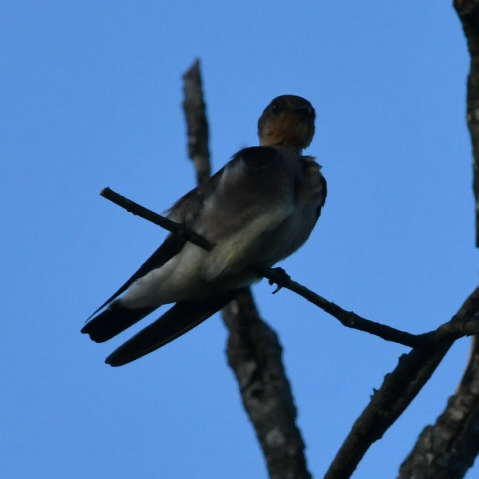 Golondrina Gorjirrufa - ML612550796