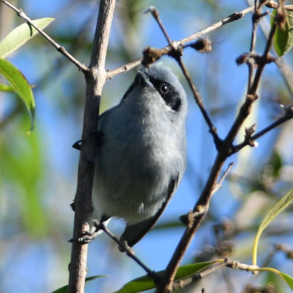 Masked Gnatcatcher - ML612550803