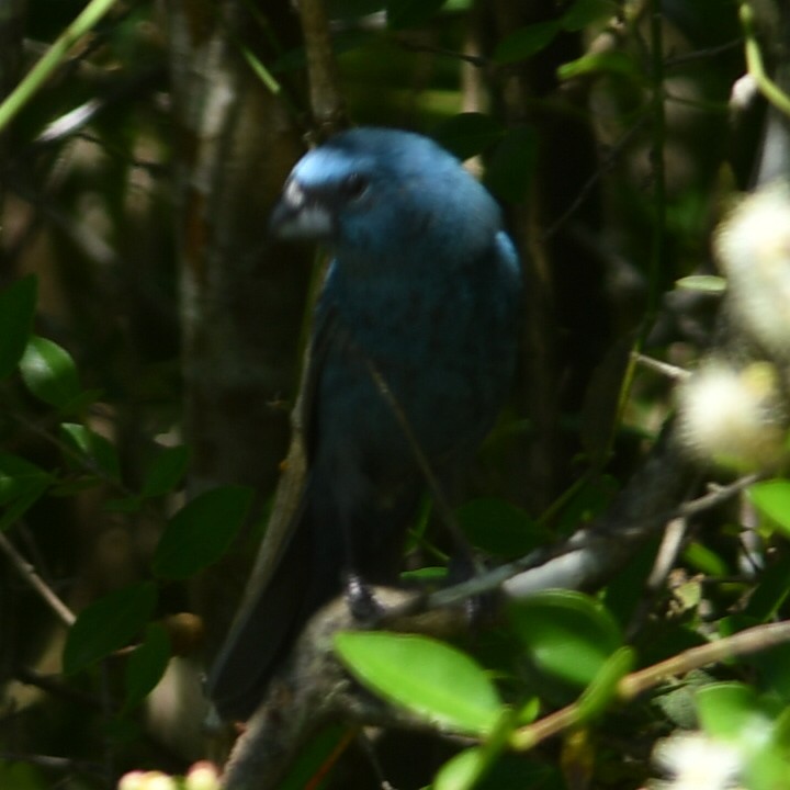 Glaucous-blue Grosbeak - ML612550855