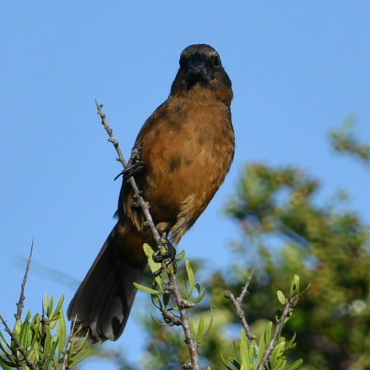 Glaucous-blue Grosbeak - ML612550859