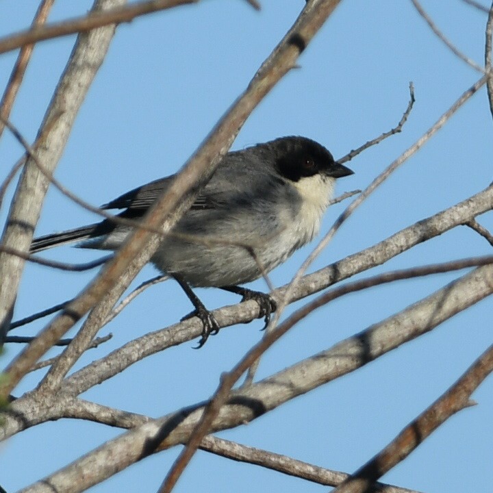 Black-capped Warbling Finch - Silvio Manuel Lamothe