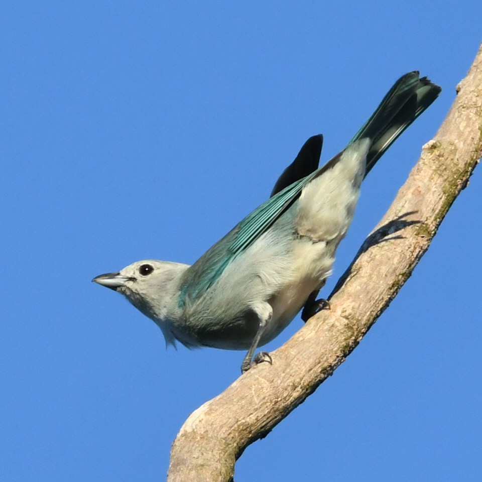 Sayaca Tanager - Silvio Manuel Lamothe