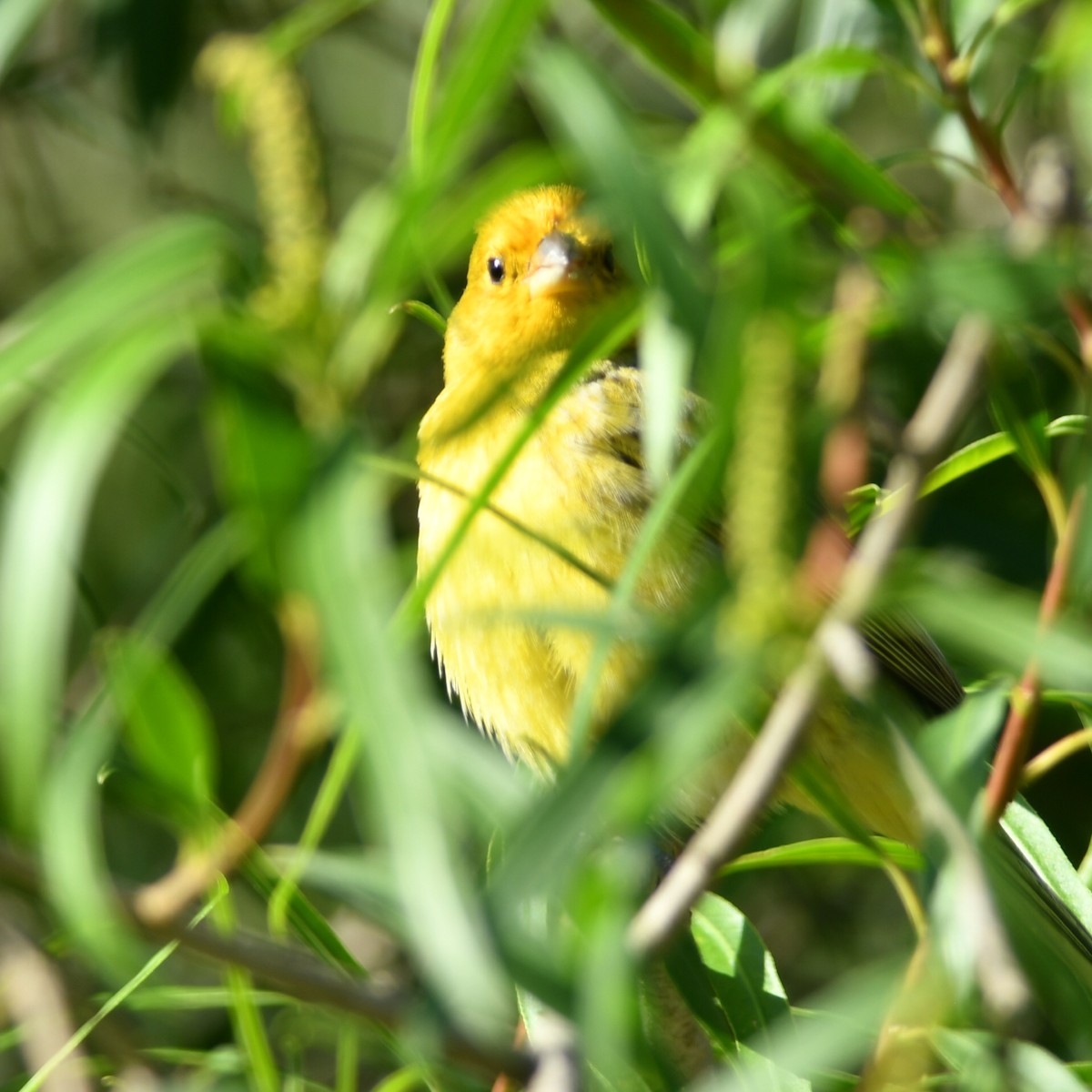 Saffron Finch - Silvio Manuel Lamothe