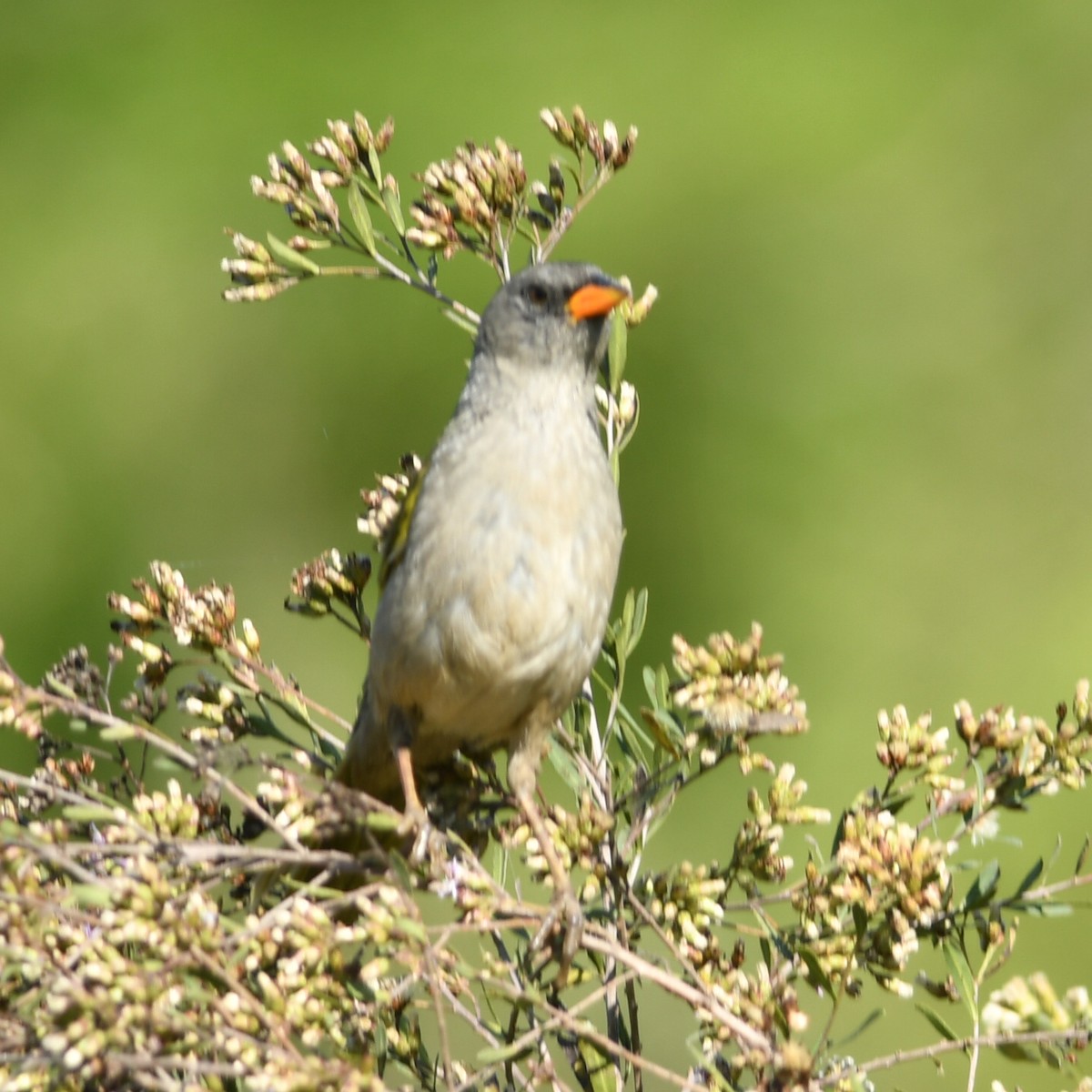 Great Pampa-Finch - ML612550916