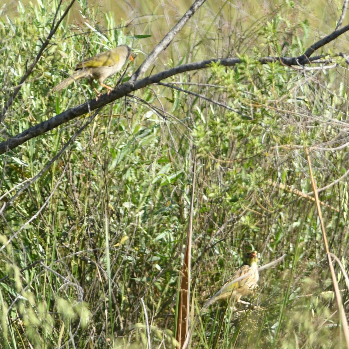 Great Pampa-Finch - ML612550924