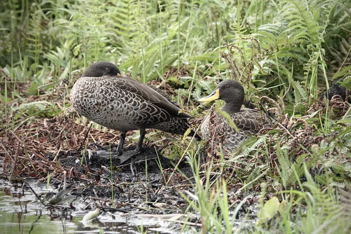 Yellow-billed Duck - Debbie Hilaire