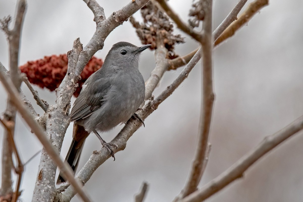 Gray Catbird - Sue Barth