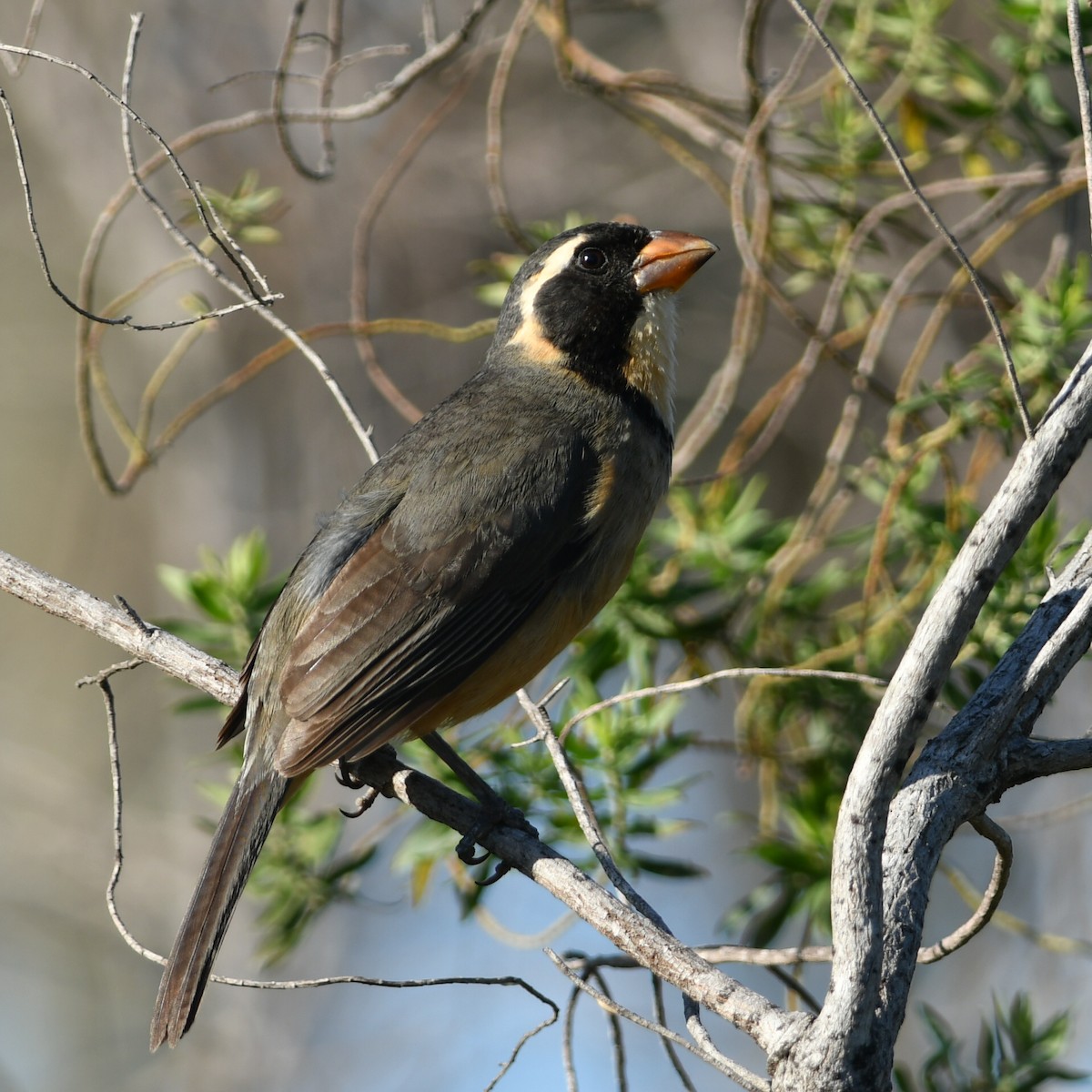 Saltator à bec orange - ML612550945