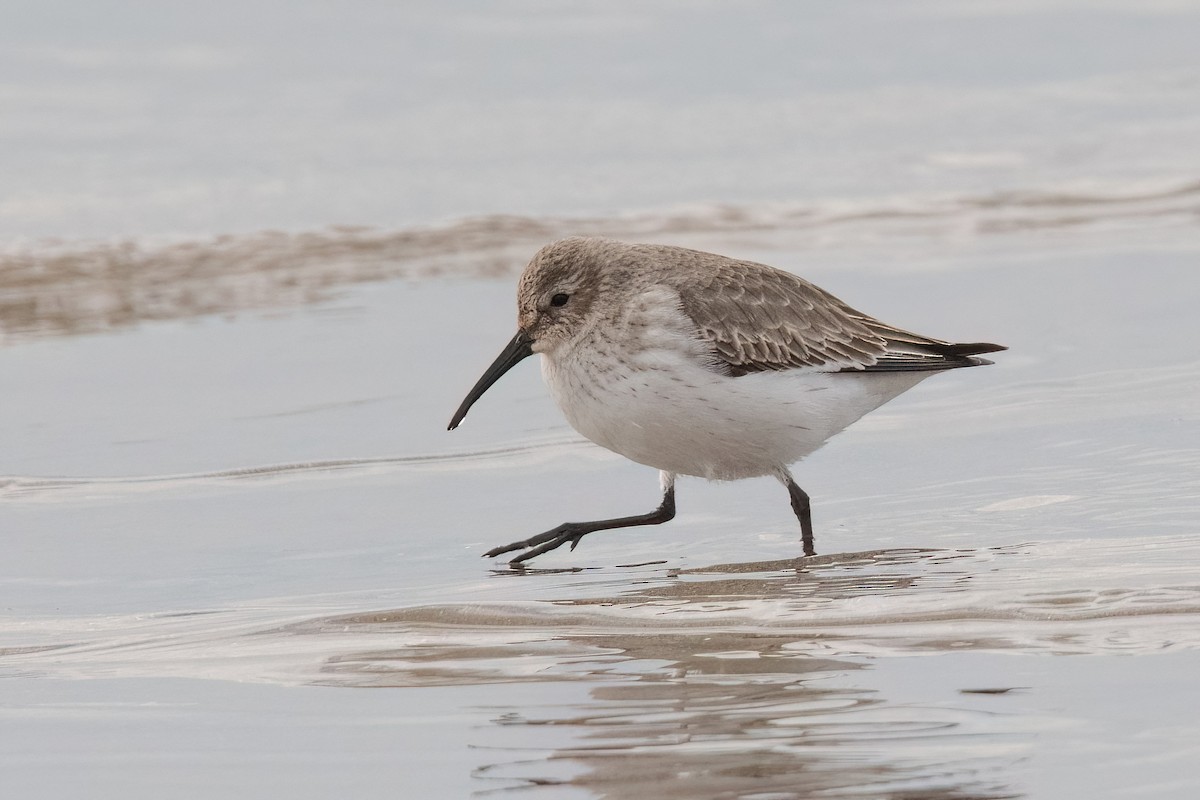 Dunlin - Sue Barth