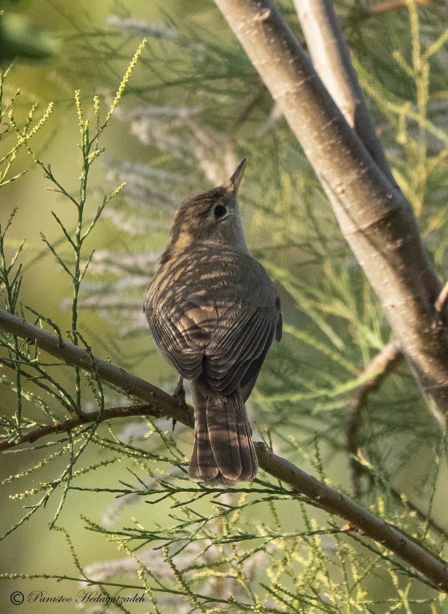 Eastern Olivaceous Warbler - ML612550979