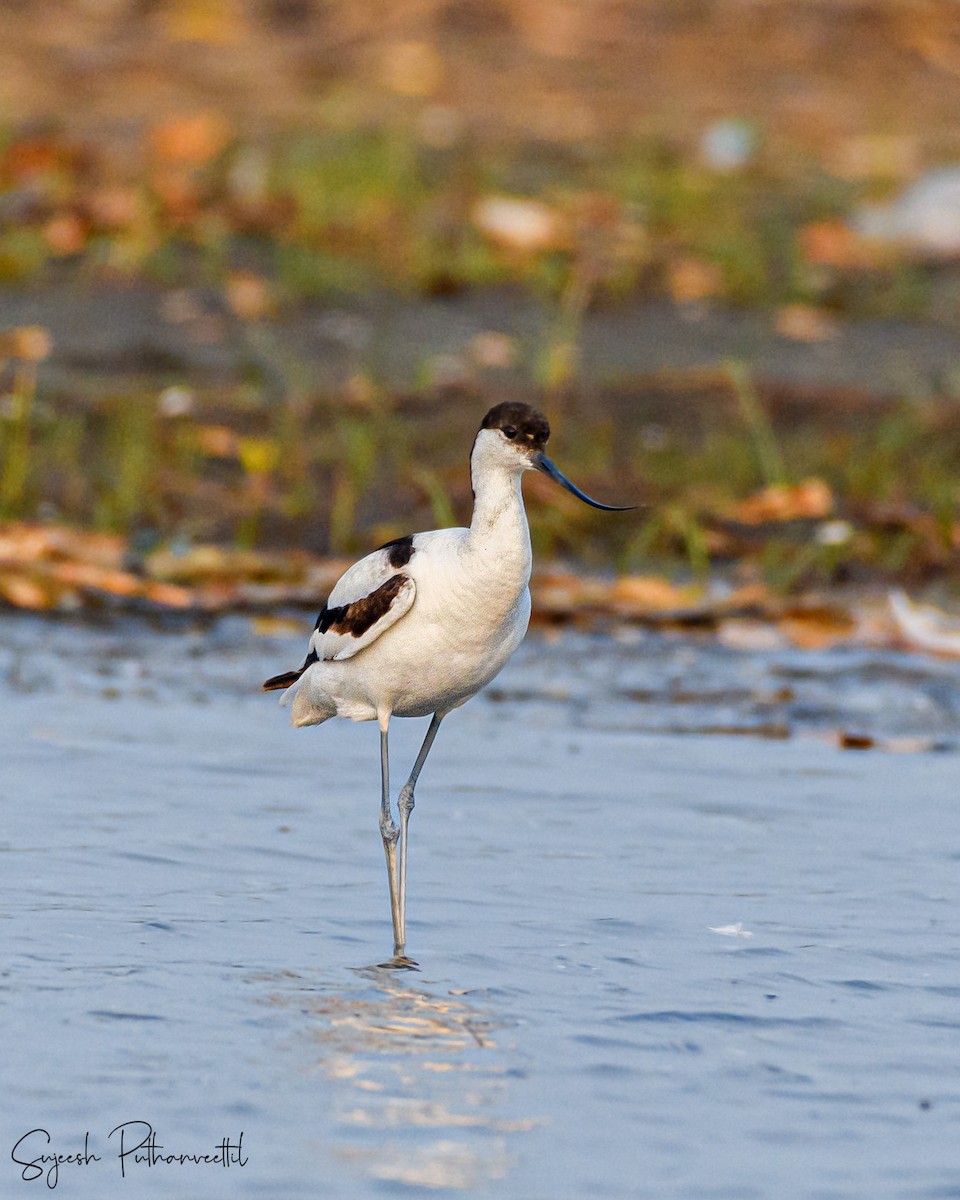 Pied Avocet - ML612551171