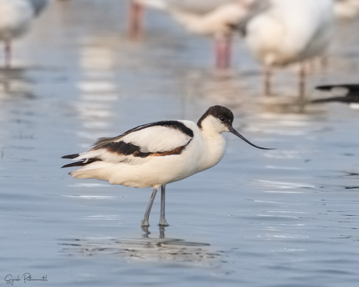 ソリハシセイタカシギ - ML612551172