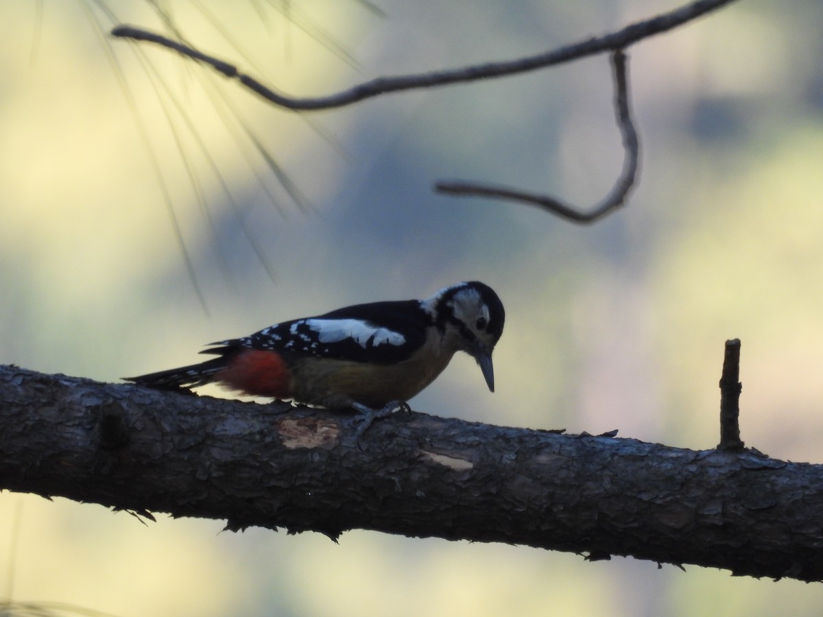 Himalayan Woodpecker - ML612551209