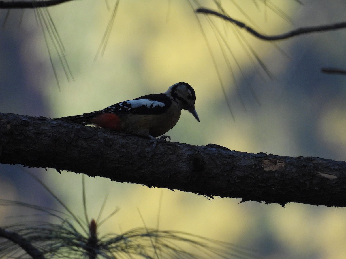 Himalayan Woodpecker - ML612551210