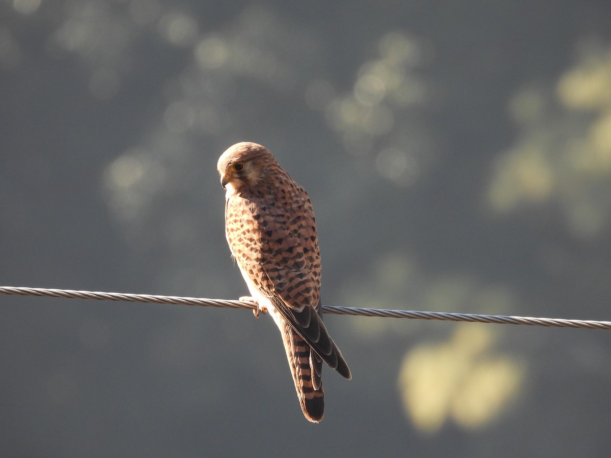 Eurasian Kestrel - ML612551215
