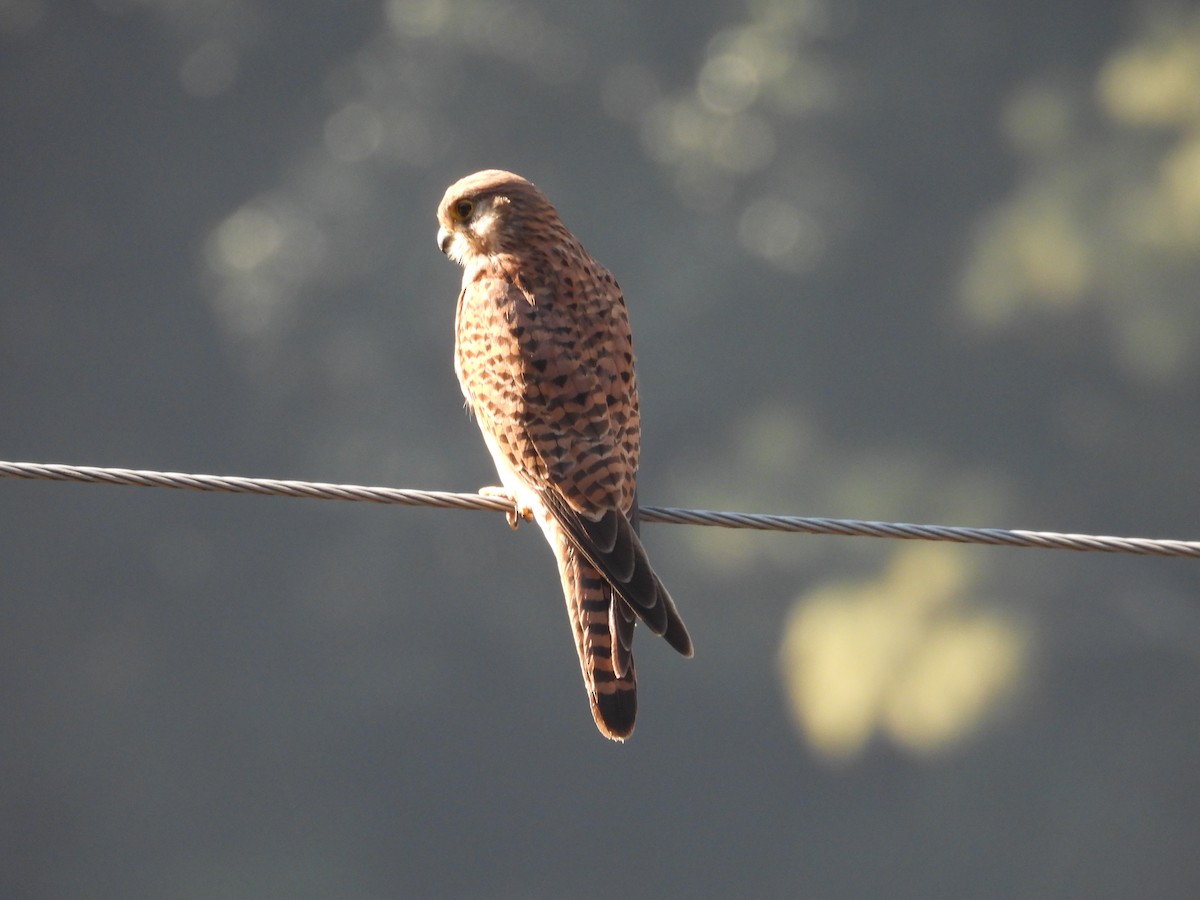 Eurasian Kestrel - ML612551216