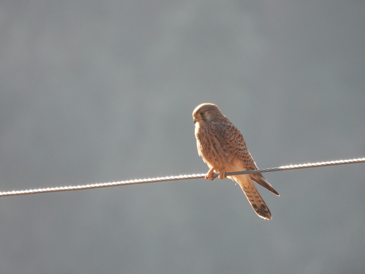 Eurasian Kestrel - ML612551217