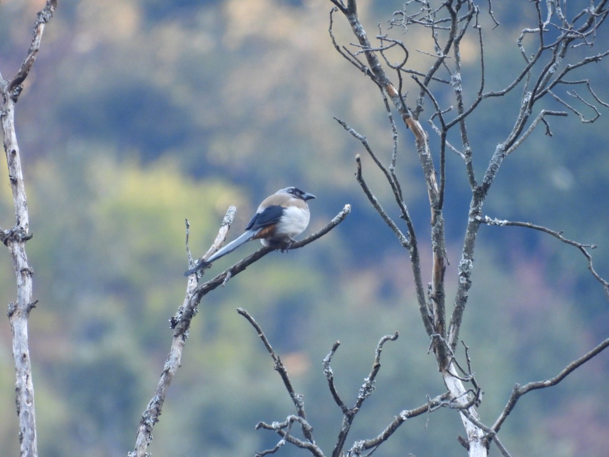 Gray Treepie - ML612551221
