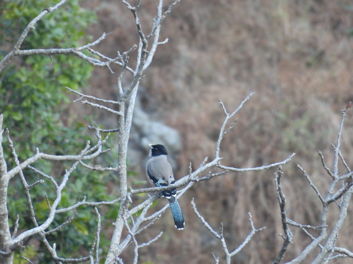 Black-headed Jay - ML612551224