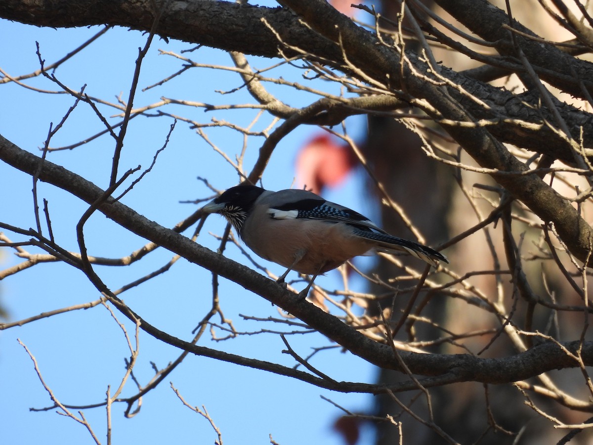 Black-headed Jay - ML612551226