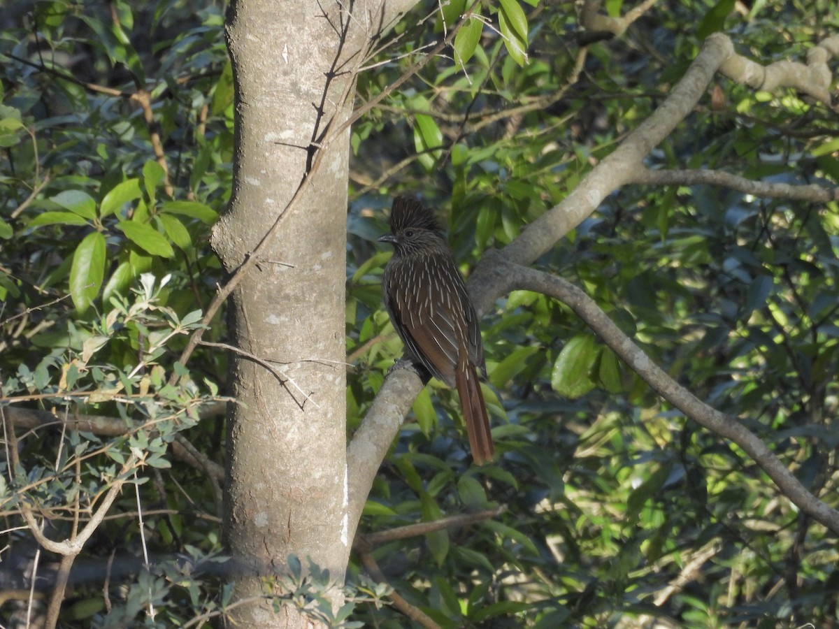 Striated Laughingthrush - ML612551249