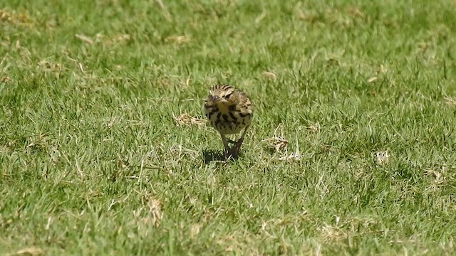 Tree Pipit - ML612551255