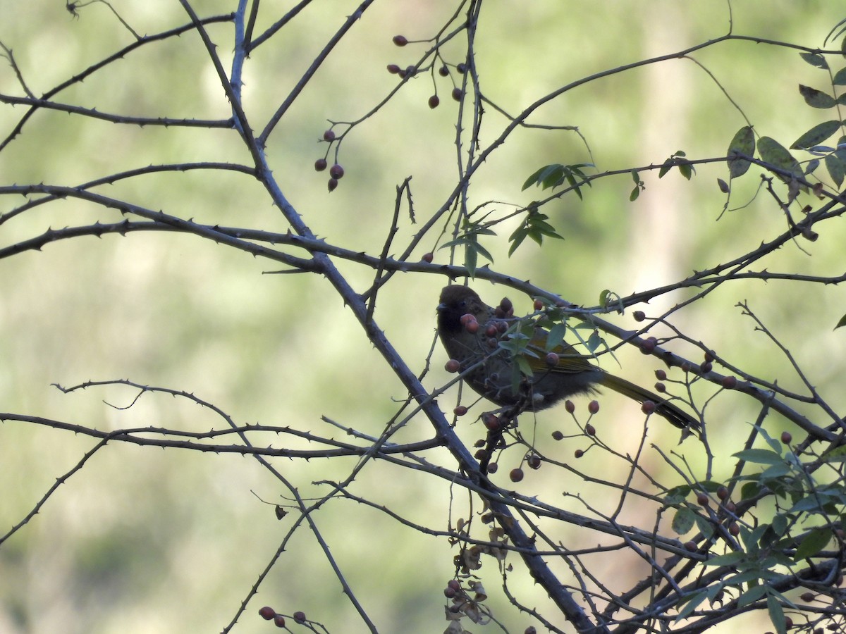 Chestnut-crowned Laughingthrush - ML612551260