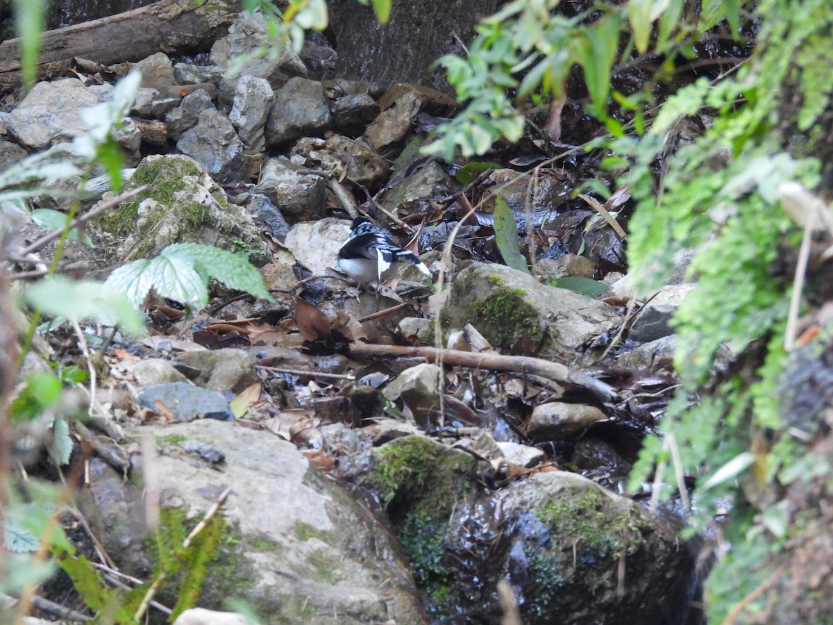 Spotted Forktail - ML612551262