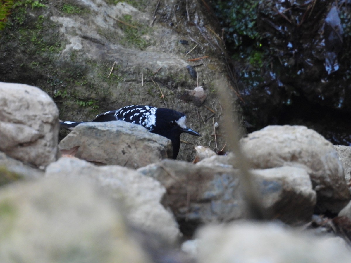 Spotted Forktail - ML612551263