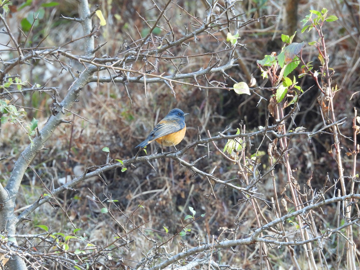 Blue-fronted Redstart - ML612551266