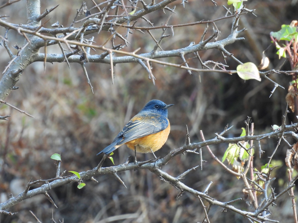 Blue-fronted Redstart - ML612551267