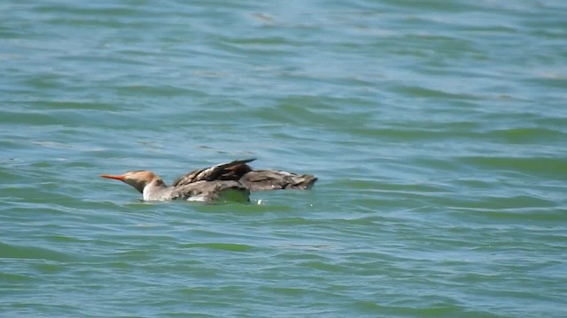 Red-breasted Merganser - ML612551268